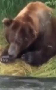 Bear Easily Catching A Fish Out Of A Running River Goes Viral