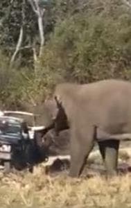 Elephant Attacks Tourist Jeep Viral Video