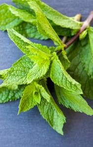 Mint Leaves when added to beverages not only enhances flavour but reduces your body heat.