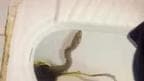 Man Found 10-feet-long Snake In Toilet Seat